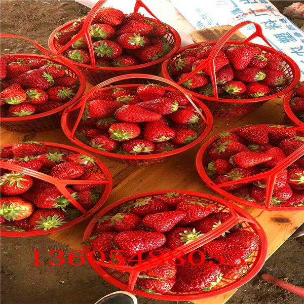 久能早生草莓苗一棵树产多少斤 、久能早生草莓苗种植注意事项