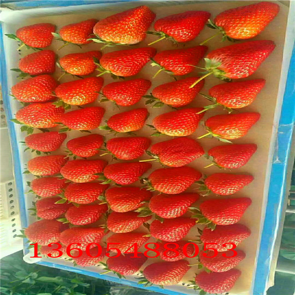 大棚草莓苗、市中区大棚草莓苗欢迎来电