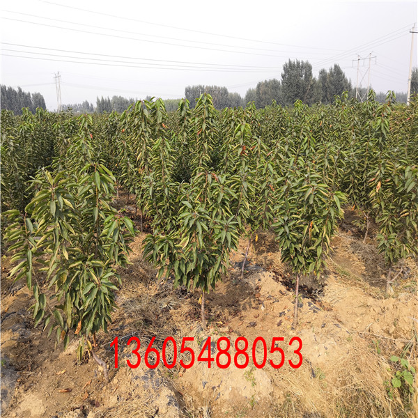 馬哈利砧木秋季施肥管理 馬哈利砧木培育基地