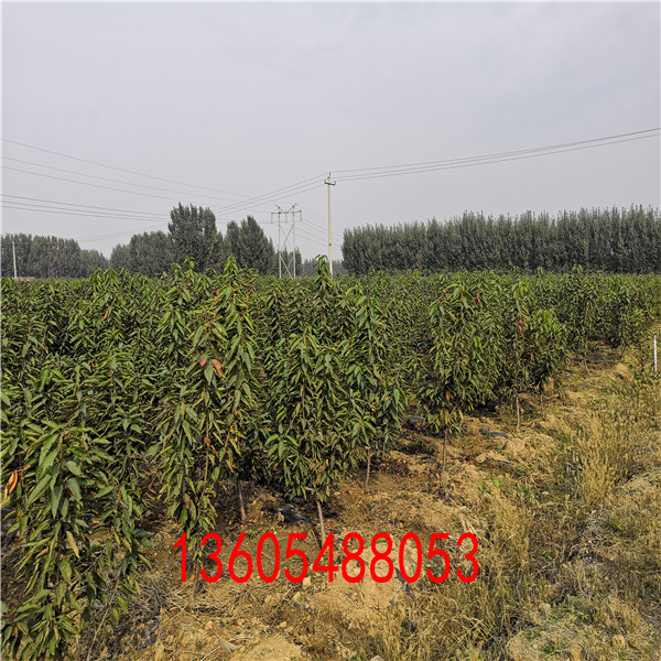 有非凡的營(yíng)養(yǎng)價(jià)值蘭丁2號(hào)砧木育苗方法和時(shí)間