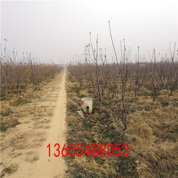 喜肥的吉塞拉12號砧木當(dāng)年即可掛果檢驗品種