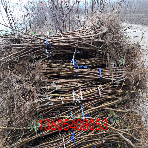 3年生吉塞拉6號砧木發(fā)苗基地