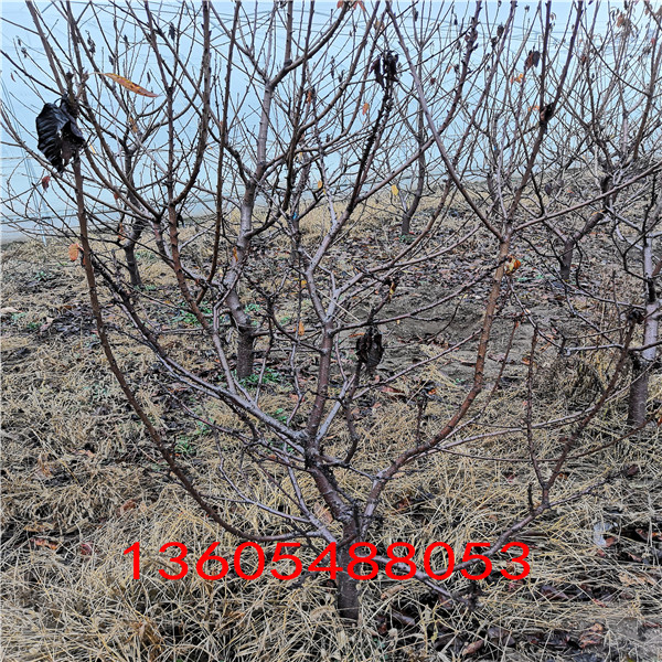 高產(chǎn)的吉塞拉12號砧木量大優(yōu)惠