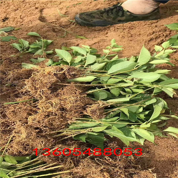 喜肥的吉塞拉12號砧木當(dāng)年即可掛果檢驗品種