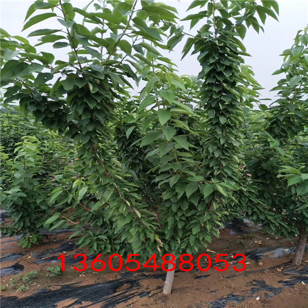 早結(jié)果的蘭丁2號(hào)砧木生產(chǎn)基地