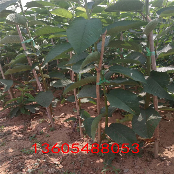 對土壤要求不高的蘭丁2號砧木用途