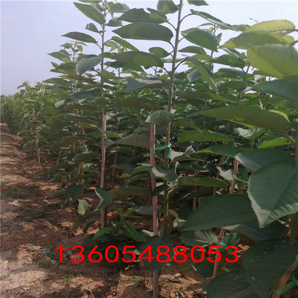 早結(jié)果的蘭丁2號(hào)砧木生產(chǎn)基地