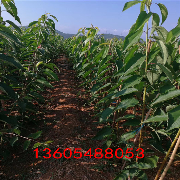 喜肥的吉塞拉12號砧木當(dāng)年即可掛果檢驗品種