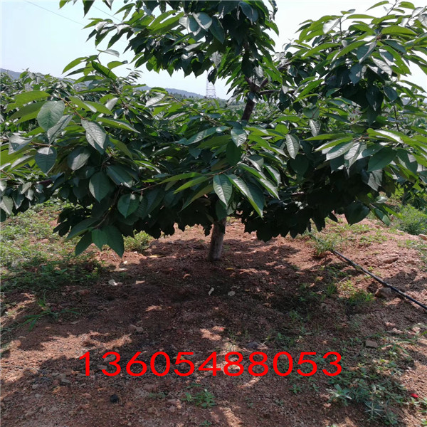 高產(chǎn)的吉塞拉12號砧木量大優(yōu)惠
