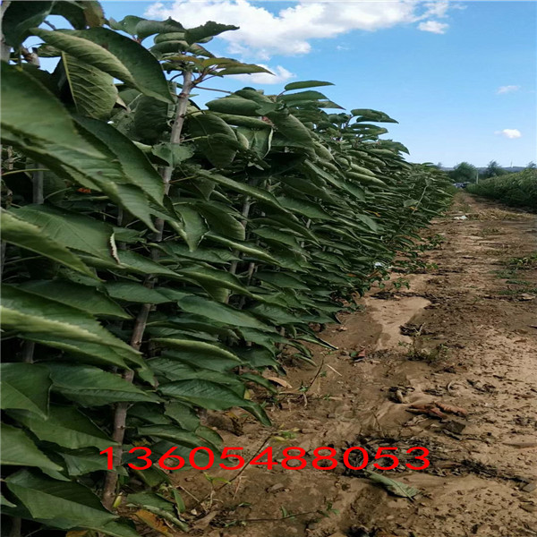 吉塞拉6號(hào)砧木幾月份成熟 吉塞拉6號(hào)砧木采摘之后如何施肥