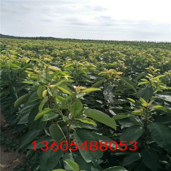 形態(tài)美艷的吉塞拉6號砧木幾年達(dá)到豐產(chǎn)期