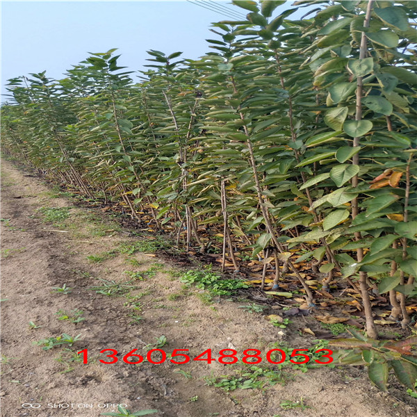 飽滿圓潤的蘭丁2號砧木市場賣多少錢