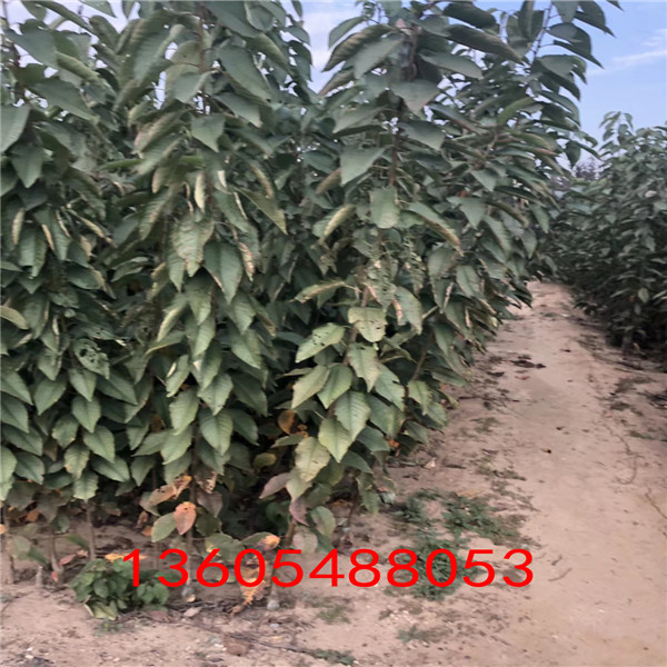 好種的蘭丁2號砧木上市