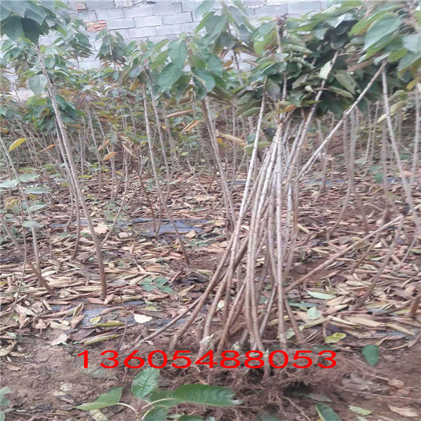 馬哈利砧木秋季施肥管理 馬哈利砧木培育基地
