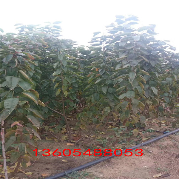 3年生吉塞拉6號砧木發(fā)苗基地