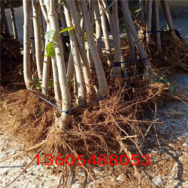 聲名遠(yuǎn)揚的馬哈利砧木哪里便宜