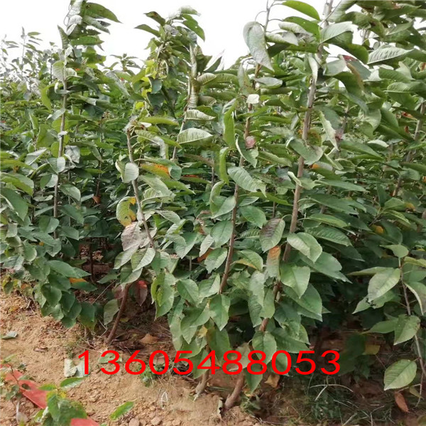 適合密植馬哈利砧木哪里比較好