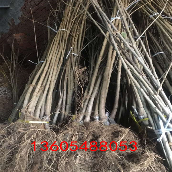 回味悠長的蘭丁2號砧木好不好