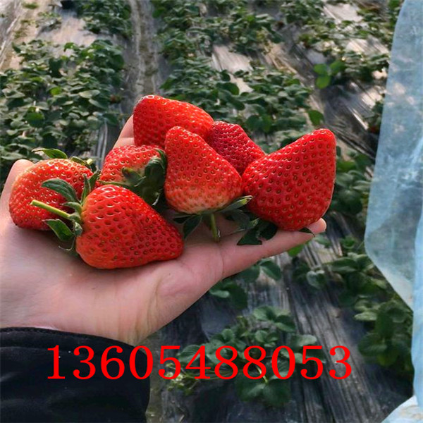 解放区淡雪草莓苗批发订购热线
