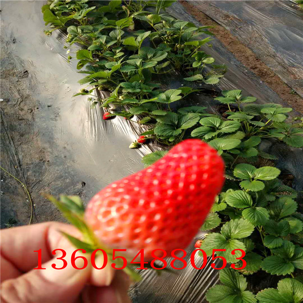 解放区淡雪草莓苗批发订购热线