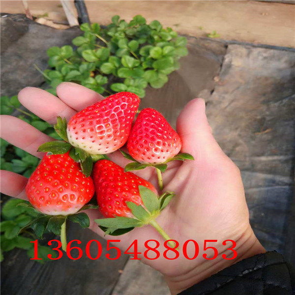 广丰区宁玉草莓苗种植技术