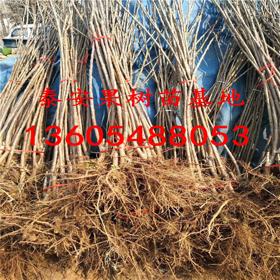 現(xiàn)在開始預(yù)訂櫻桃小苗、櫻桃小苗種植技術(shù)大全