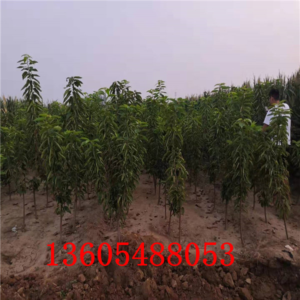 櫻砧王櫻桃砧木苗種植咨詢處、櫻砧王櫻桃砧木苗廠商