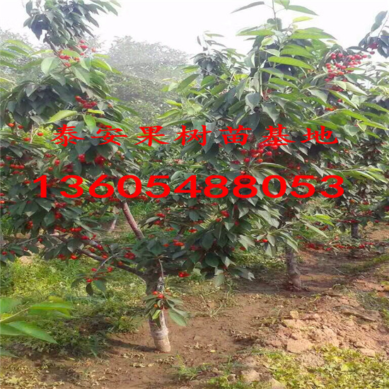 櫻桃小苗種植效果怎么樣、櫻桃小苗苗用無窮