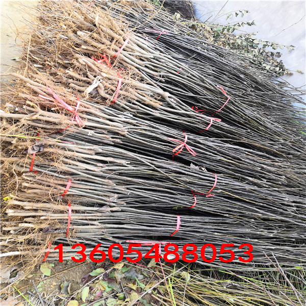 金珠果梨樹(shù)苗、金珠果梨樹(shù)苗種植技術(shù)