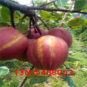 山農(nóng)酥梨樹苗、的山農(nóng)酥梨樹苗種植經(jīng)驗