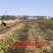 全新的秋香梨樹苗、秋香梨樹苗營養價值高圖片
