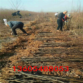 早紅玉梨樹苗銷售價格、早紅玉梨樹苗苗用無窮