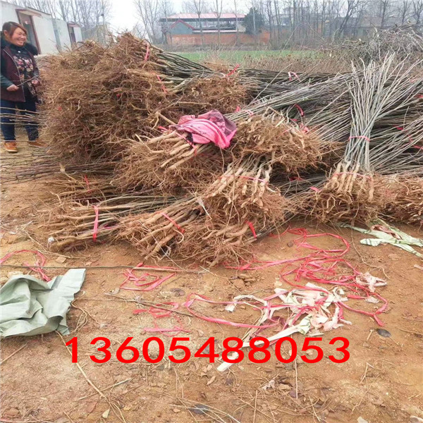 南果梨樹苗零售、零售生產(chǎn)基地