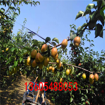 三红梨树苗栽植季节、三红梨树苗生长习性