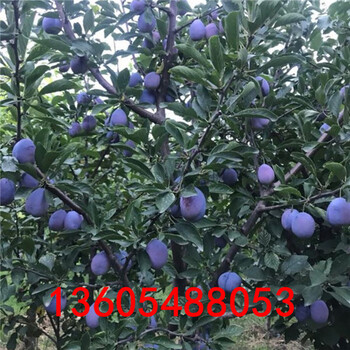 巨進(jìn)一號李子苗原價(jià)、巨進(jìn)一號李子苗產(chǎn)品報(bào)價(jià)