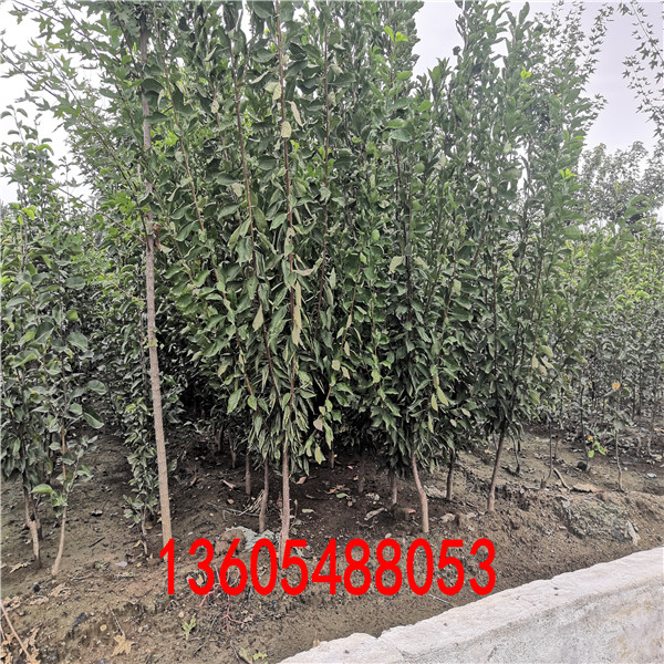 五月脆李子苗種植基地、五月脆李子苗培育基地