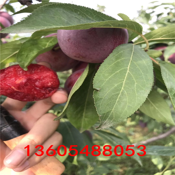 抗病能力強(qiáng)風(fēng)味玫瑰杏李樹(shù)苗、風(fēng)味玫瑰杏李樹(shù)苗口感好結(jié)果早
