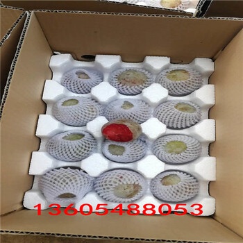 風(fēng)味玫瑰杏李樹(shù)苗、風(fēng)味玫瑰杏李樹(shù)苗銷(xiāo)售
