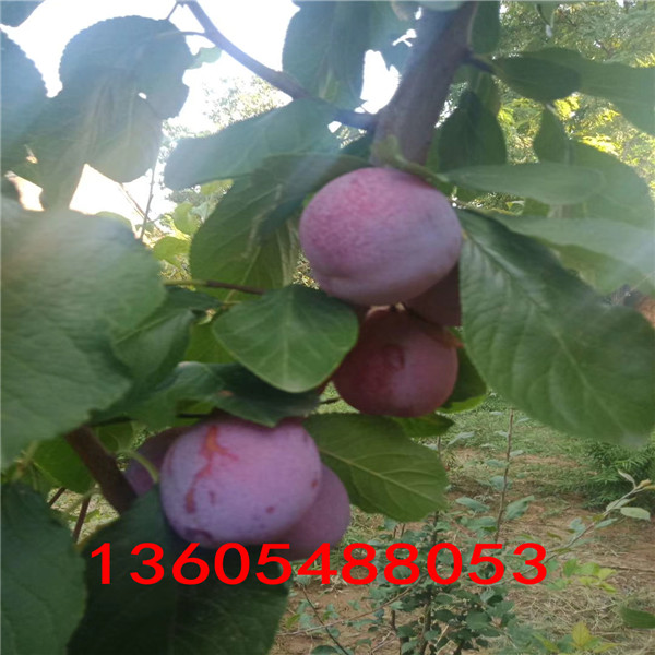 香味怡人的西梅藍(lán)蜜李子苗行業(yè)分析