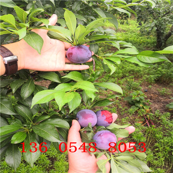 國峰7號李子苗聯(lián)系電話、國峰7號李子苗種植方法和增產(chǎn)穩(wěn)產(chǎn)技術(shù)