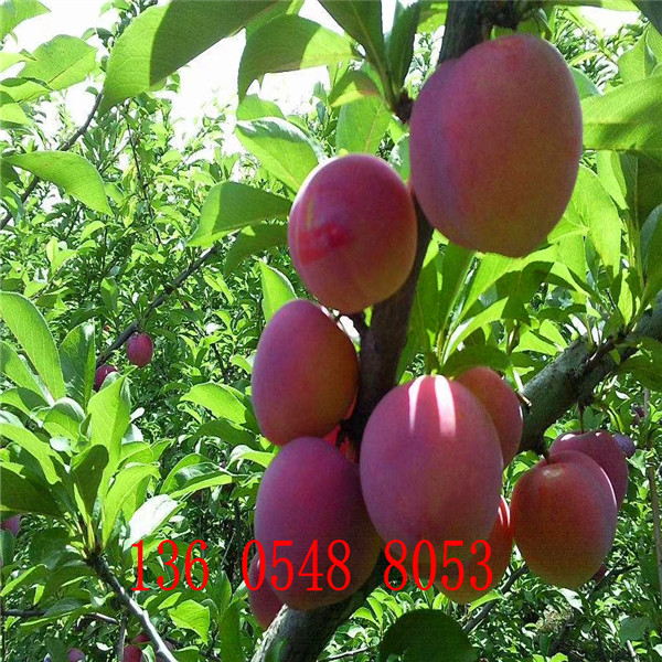 生長(zhǎng)旺盛風(fēng)味皇后杏李樹(shù)苗、風(fēng)味皇后杏李樹(shù)苗誠(chéng)信互利
