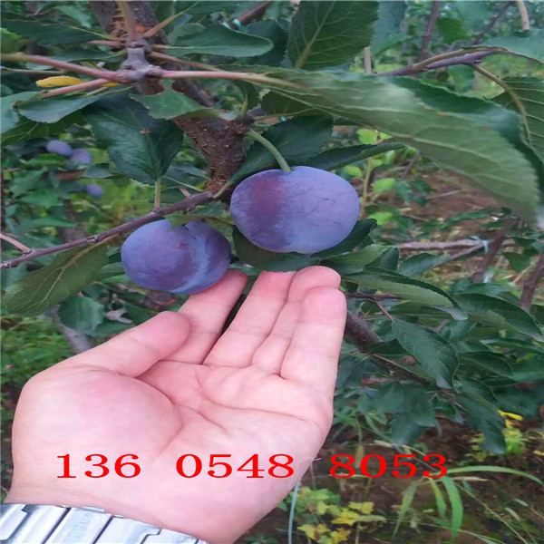 味帝杏李樹(shù)苗成熟時(shí)間早晚、味帝杏李樹(shù)苗出售