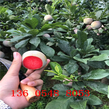 對氣候適應性強的秋姬李子苗出售價格表