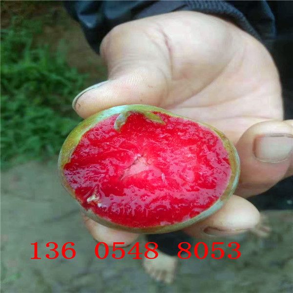 味帝杏李樹(shù)苗成熟時(shí)間早晚、味帝杏李樹(shù)苗出售