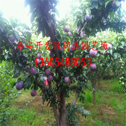 香味怡人的西梅藍(lán)蜜李子苗行業(yè)分析