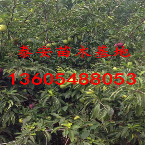香味怡人的西梅藍(lán)蜜李子苗行業(yè)分析