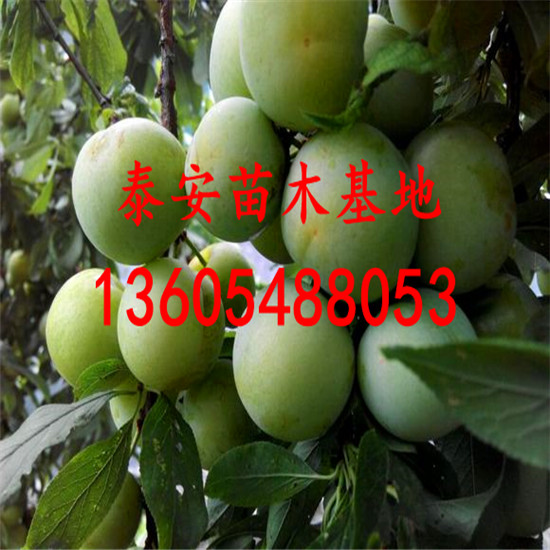 極豐產(chǎn)紅布林李子樹(shù)苗、紅布林李子樹(shù)苗真實(shí)價(jià)格