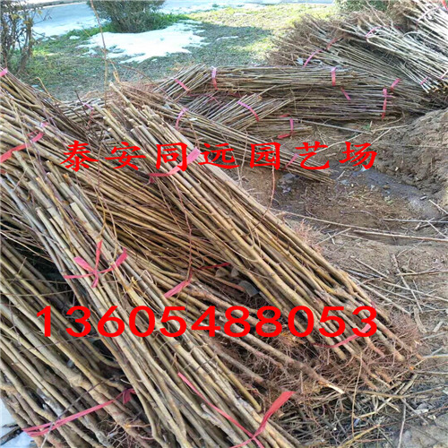 味王杏李樹苗、味王杏李樹苗你值得購買