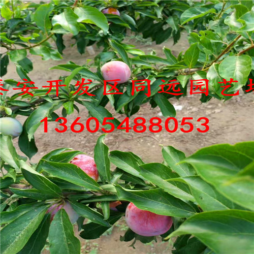 耐高溫的巨進(jìn)一號李子苗超豐產(chǎn)品種