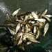 合肥鱼苗厂出售花鲢草混鳊鱼鲤鱼桂鱼等各种淡水鱼类